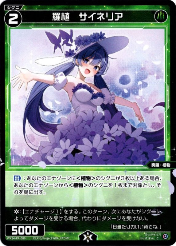 画像1: WX24-P4-080 C 羅植　サイネリア (1)