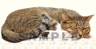 B賞：ラバープレイマットスリム B-1 千恋＊万花「常陸 茉子」 - TCG